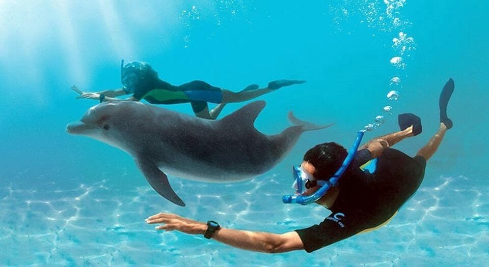 Dolphins