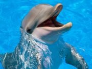 Dolphin show