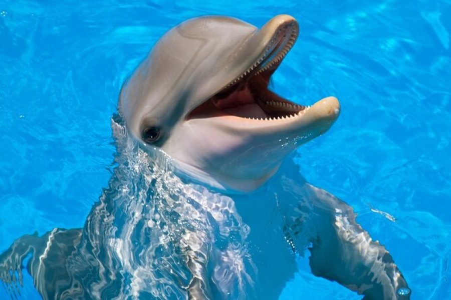 Dolphin show