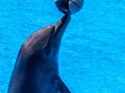 Dolphin show