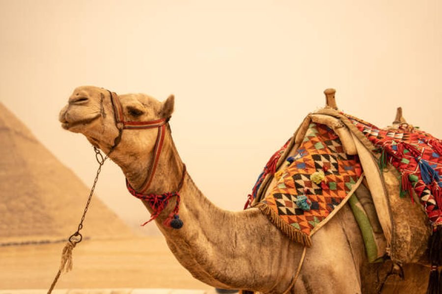 Cairo – NPV Formula (Premium Day Trip from Hurghada)