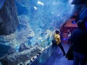 Aquarium Adventure – Discover the Magic of the Underwater World in Hurghada