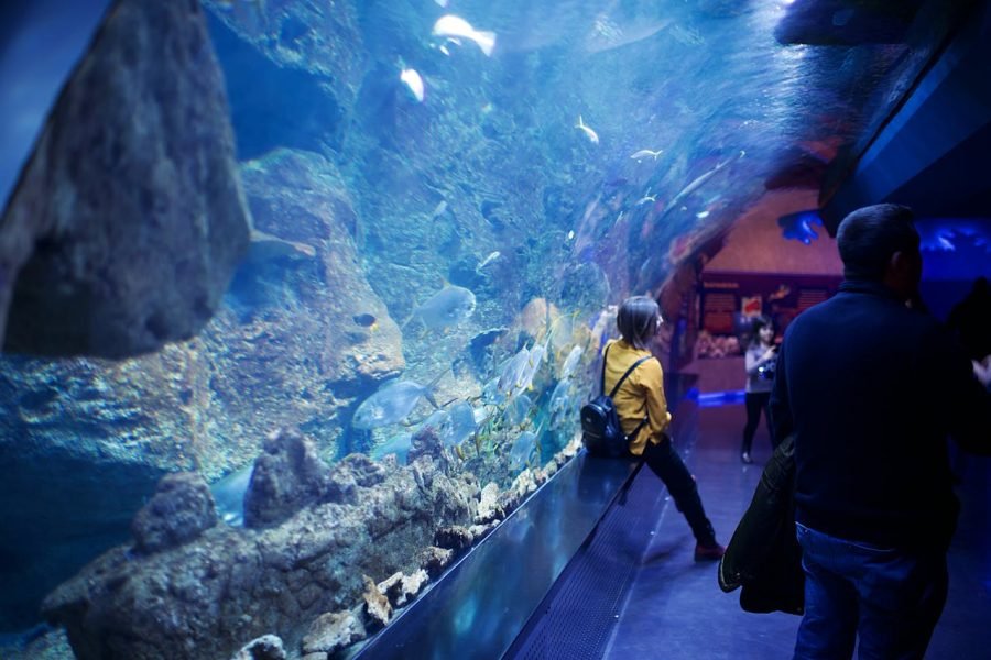 Aquarium Adventure – Discover the Magic of the Underwater World in Hurghada