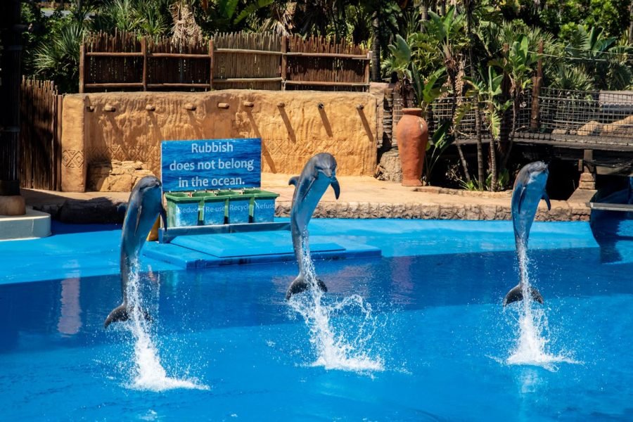 Dolphin Show – Pure Family Fun at Dolphins