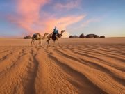 Fantastic Sahara – Quad, Camel, Horse & Stargazing Adventure