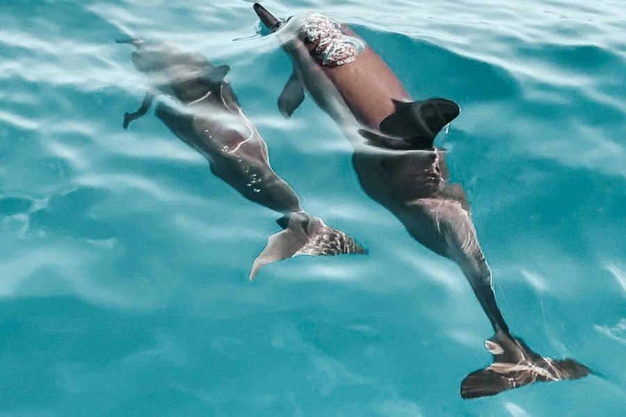 Photo Shoot with Dolphins – Capture a Dream Moment in Hurghada