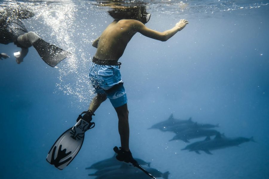 Swim with Dolphins – Live Your Childhood Dream in Hurghada