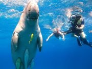 Port Ghalib Snorkelling – Coral Reefs, Dolphins, Turtles & Dugongs