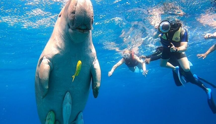 Port Ghalib Snorkelling – Coral Reefs, Dolphins, Turtles & Dugongs